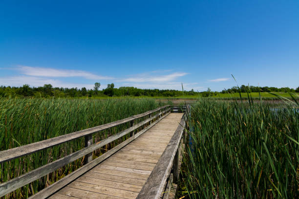 istock Wooden walkway over the pond 1158948970