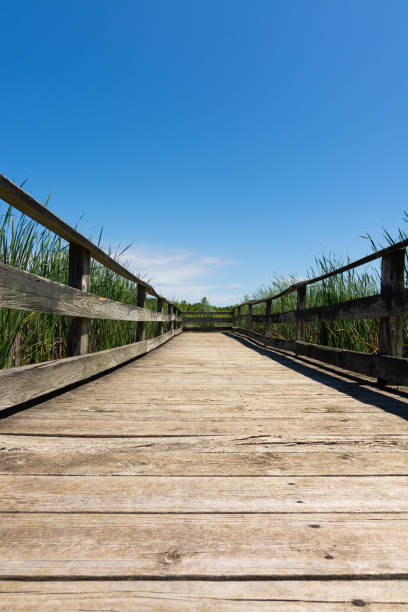istock Wooden walkway over the pond 1158950094