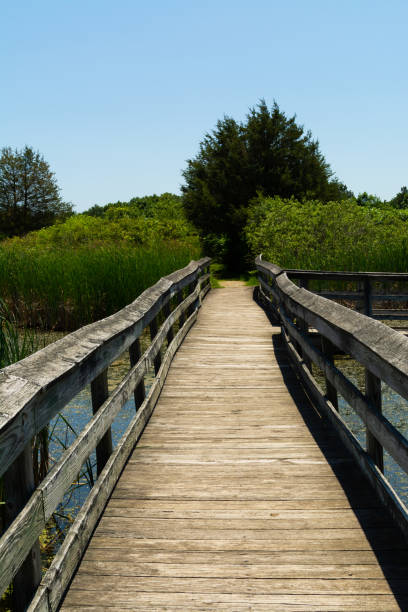 istock Wooden walkway over the pond 1158950718