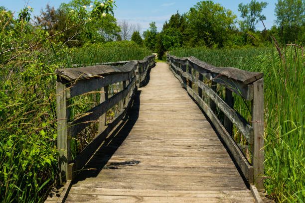istock Wooden walkway over the pond 1158950753