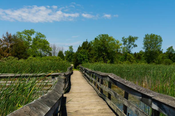 istock Wooden walkway over the pond 1158950793