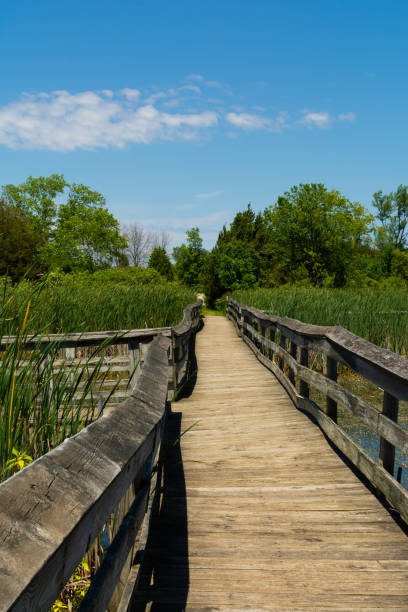 istock Wooden walkway over the pond 1158950805