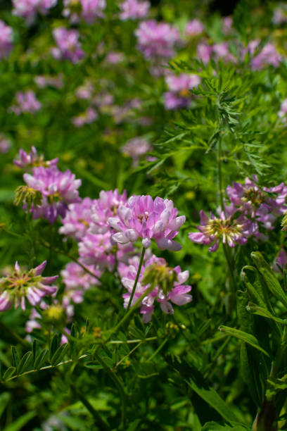 istock Pink wildflowers 1158950808