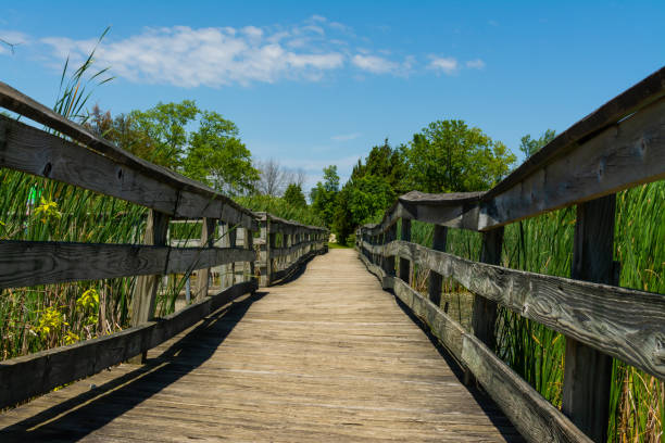 istock Wooden walkway over the pond 1158950843