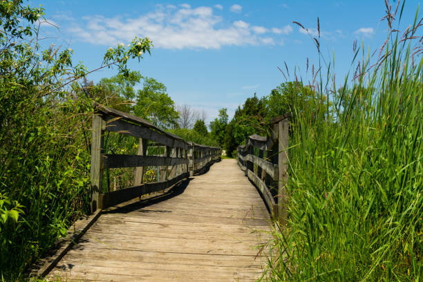 istock Wooden walkway over the pond 1158950900