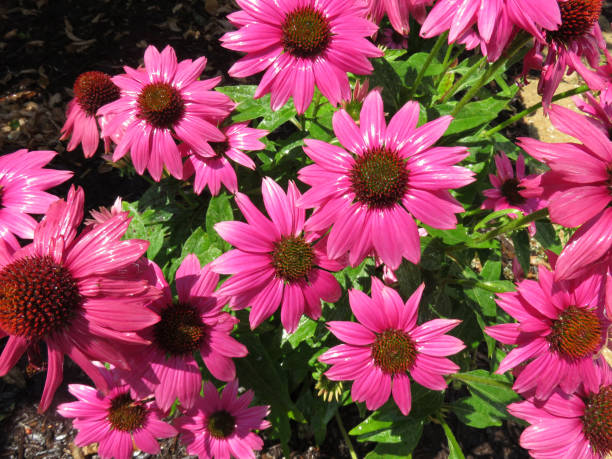 istock Wet Purple Summer Coneflowers 1158952246