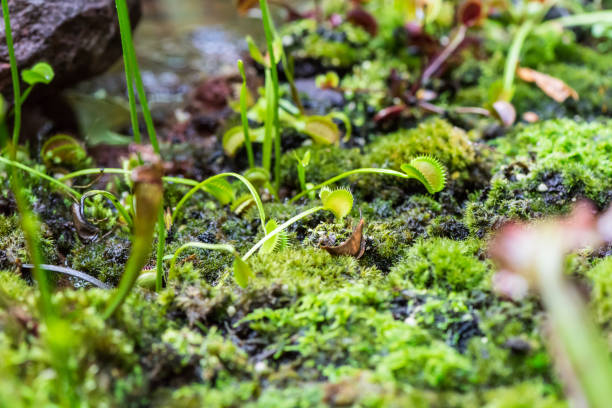 istock Tropical Plant Dionaea muscipula and Mosses 1158953053