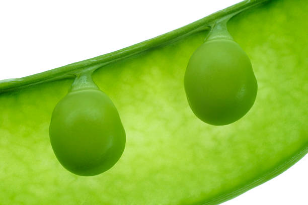 duas ervilhas numa vagem - green pea pea pod sweet food freshness - fotografias e filmes do acervo