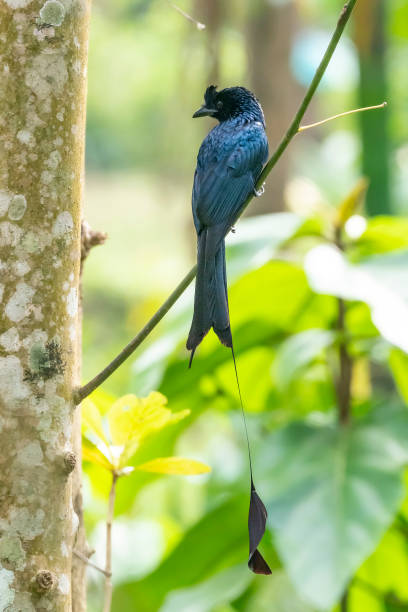 istock Greater Racket-tailed Drongo (Dicrurus paradiseus) race 
