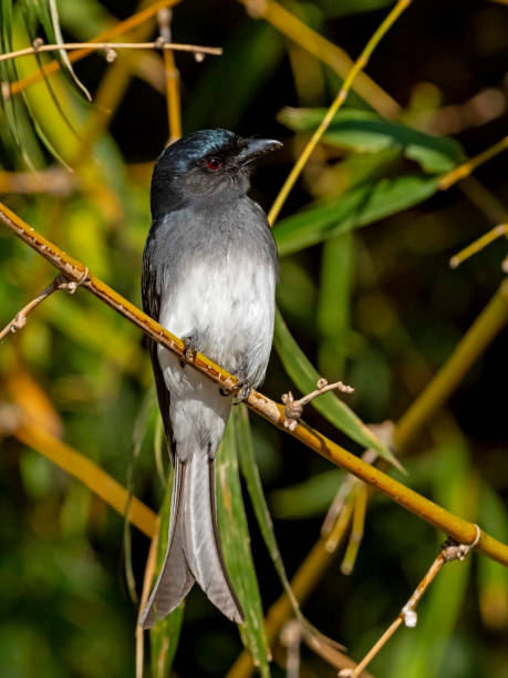 istock White-bellied Drongo (Dicrurus caerulescens) race 
