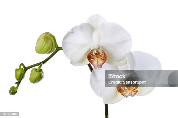 White Orchidea - Fotografie stock e altre immagini di Amore - Amore, Arancione, Bellezza