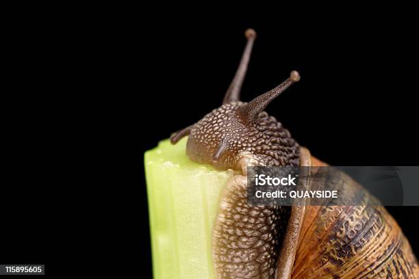 Luta Para Cima - Fotografias de stock e mais imagens de Acidentes e Desastres - Acidentes e Desastres, Alimentação Saudável, Altura Humana