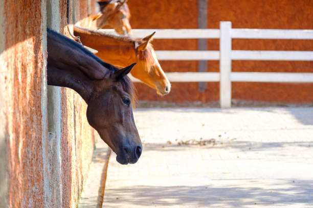 istock Horse head is outside 1158956935