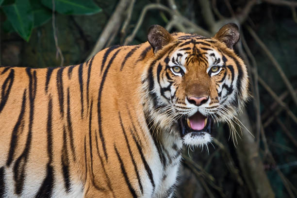 istock Portrait of tiger. 1158956946