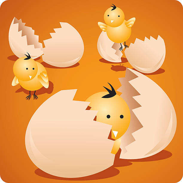 illustrazioni stock, clip art, cartoni animati e icone di tendenza di piccolo chicks - animal egg chicken new cracked