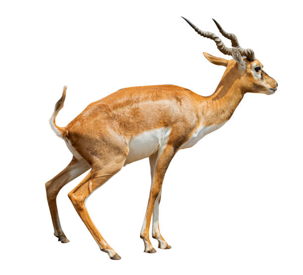 istock african antelope ,gazelle isolated on white background 1158958609