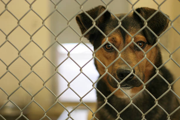 istock Animal Shelter Facesan 115895902