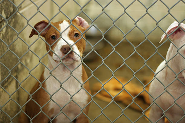 Dog Pound Puppy dog eagerly awaits adoption from the animal shelter  sheltering photos stock pictures, royalty-free photos & images