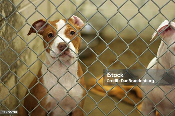 Dog Pound Puppy Stock Photo - Download Image Now - Dog, Sheltering, Kennel
