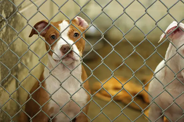 dog eagerly awaits adoption from the animal shelter 