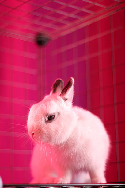 Lapin en cage - Photo