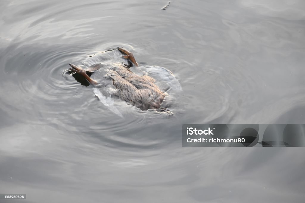 Pato Muerto Foto de stock y más banco de imágenes de Ánade real - Ánade real, Agua, Aire libre - iStock Pato Muerto Foto de stock y más banco de imágenes de Ánade real - Ánade real, Agua, Aire libre - iStock