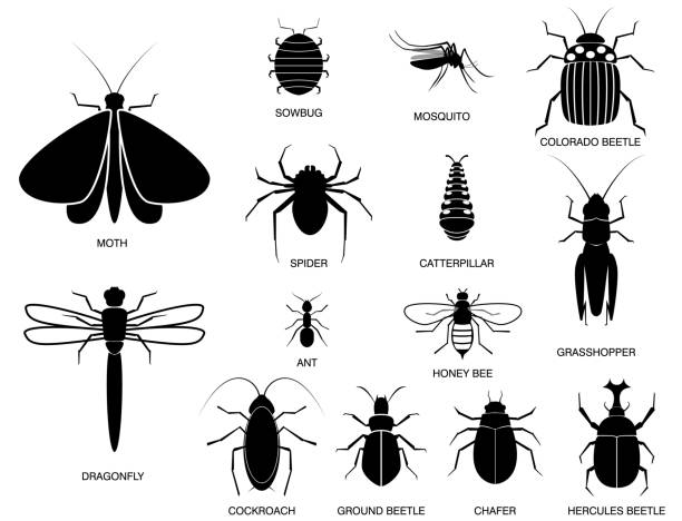 set of various insect in silhouette, with insect name. set of various insect in silhouette, with insect name. easy to modify dragonfly tattoo stock illustrations