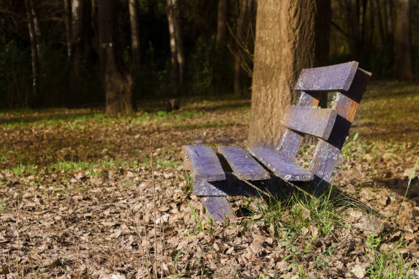 istock lonely bench under the trees and with the fallen leaves in autumn 1158961209