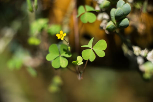 istock Colorful flowers in the garden. 1158961298