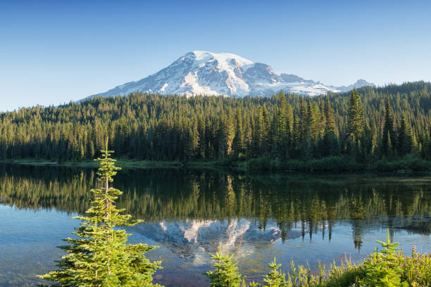 monte rainier do verão - lago reflection - fotografias e filmes do acervo