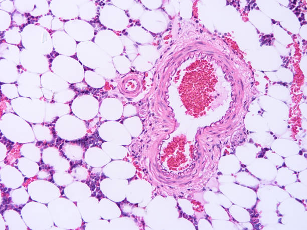 istock histology of human tissue 1158962156