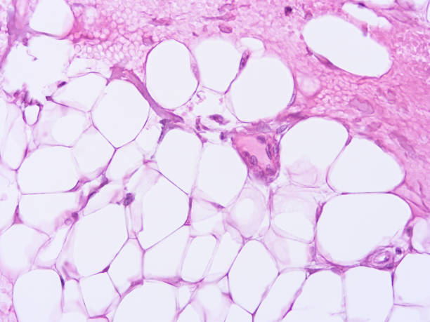 istock histology of human tissue 1158962159