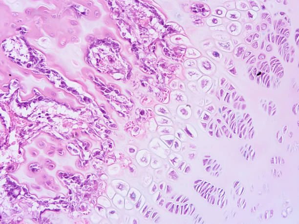 istock histology of human tissue 1158962195