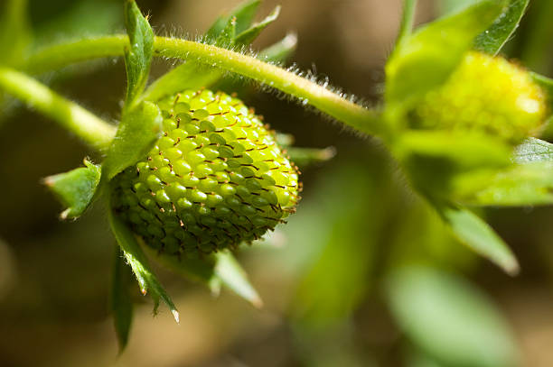 unripe morangos - unready - fotografias e filmes do acervo