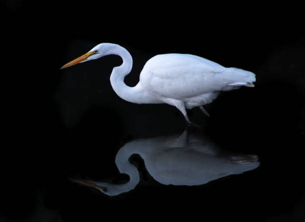 istock Bird of California 1158963962