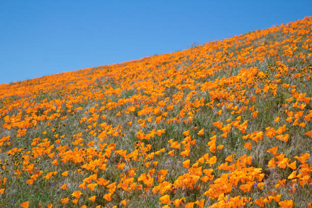 istock California Poppy 1158965002