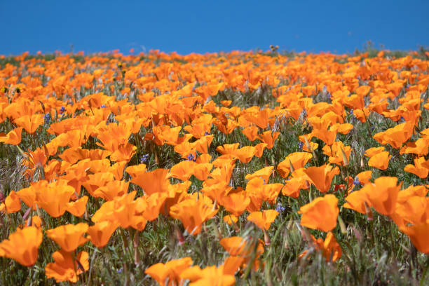 istock California Poppy 1158965027