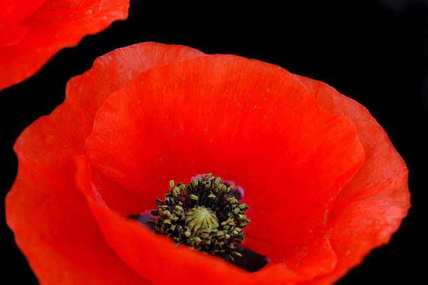 istock Poppy flower closeup 115896505