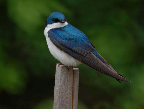 Tree Swallow- Macro