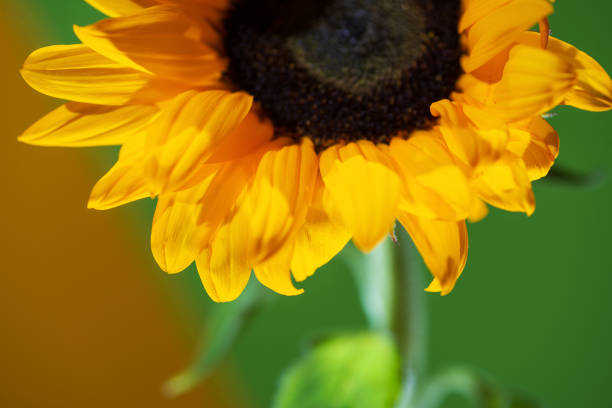 An image of a red sunflower in the garden