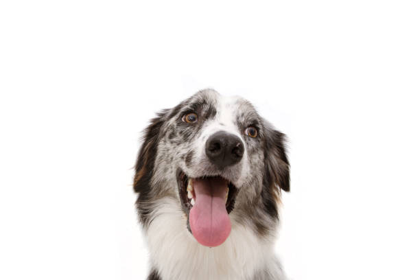 istock Portrait sweer blue merle border collie. Isolated on white background. 1158965932