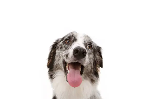 Portrait sweer blue merle border collie. Isolated on white background.