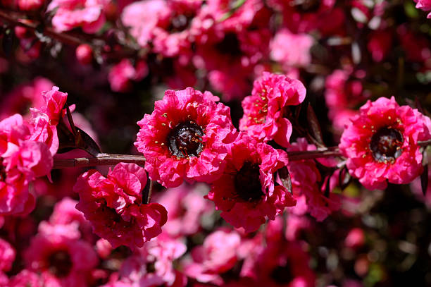 A double flowered red cultivar of New Zealand tea tree, 