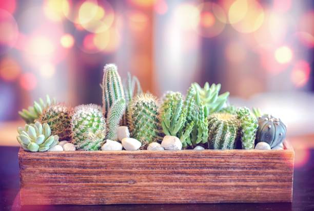 istock Many small cactus in different shapes and different colors growing in pots 1158966642
