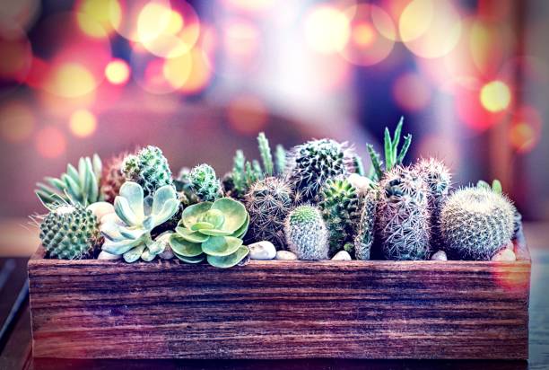 istock Many small cactus in different shapes and different colors growing in pots 1158966643
