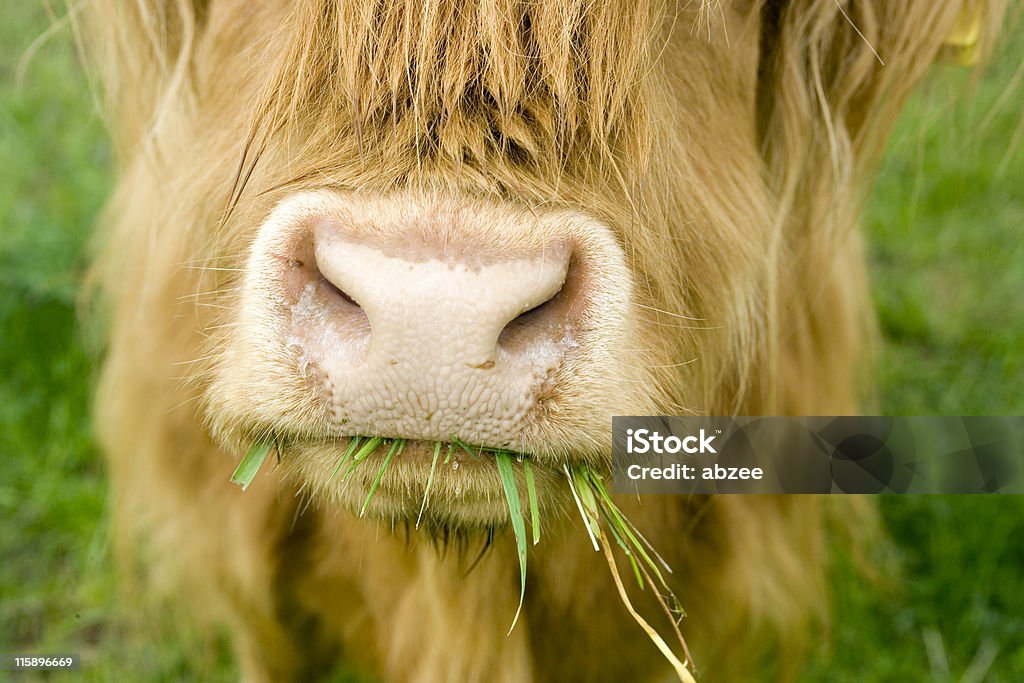 Perto de Highland vaca mascar na grama - Foto de stock de Gado Doméstico Bovino royalty-free
