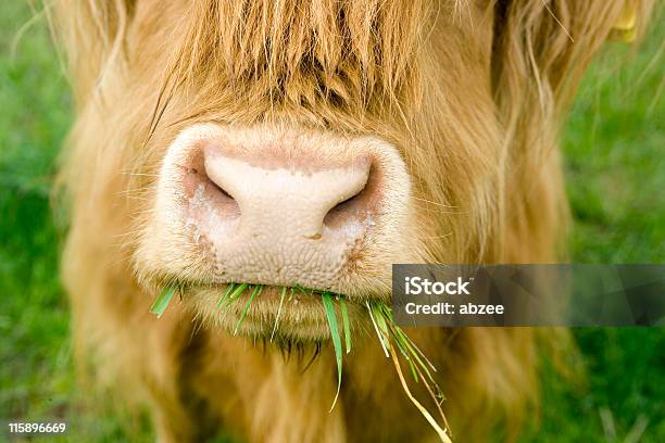 Foto de Perto De Highland Vaca Mascar Na Grama e mais fotos de stock de Gado Doméstico Bovino - Gado Doméstico Bovino, Grama, Mastigar