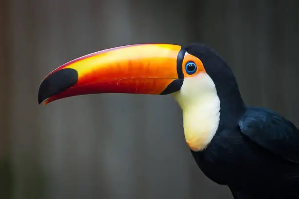 Colorful toco tucan in the wild.