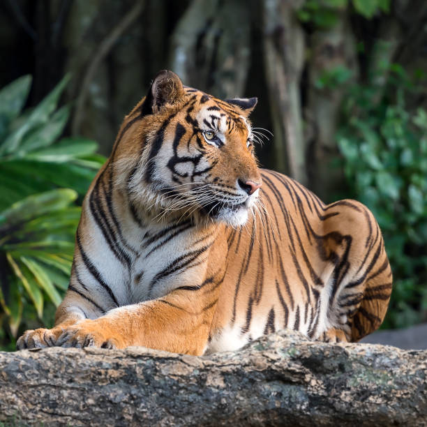 istock Portrait of tiger. 1158966926