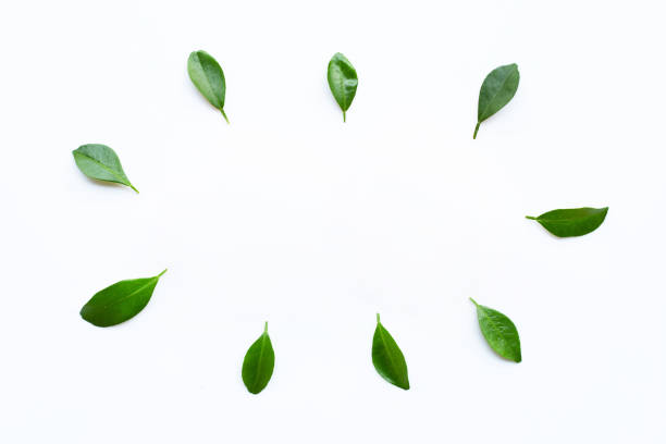 istock Citrus leaves circle on a white background. 1158967618